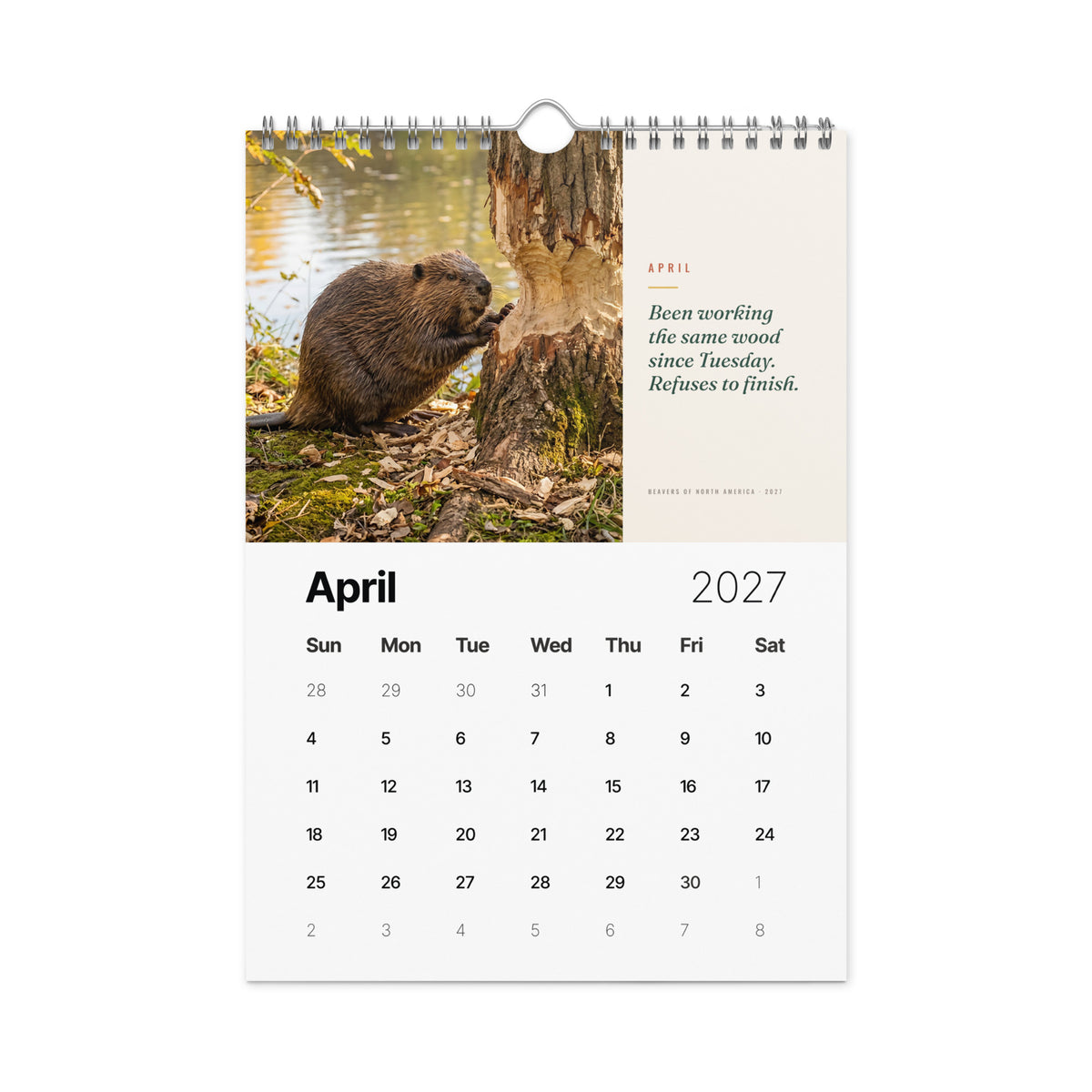 Beavers of North America 2027 Wall Calendar, view 5
