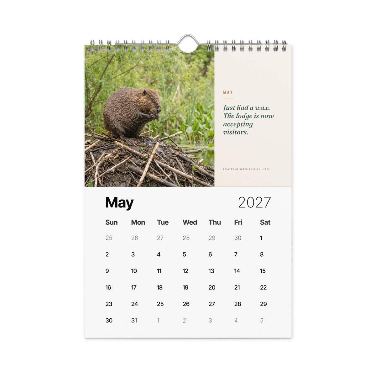 Beavers of North America 2027 Wall Calendar, view 6