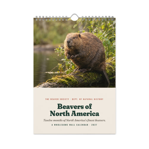 Beavers of North America 2027 Wall Calendar by After Dark Supply Co.